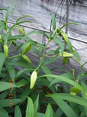 e0097770_15341510.jpg