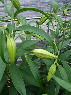 e0097770_15342449.jpg