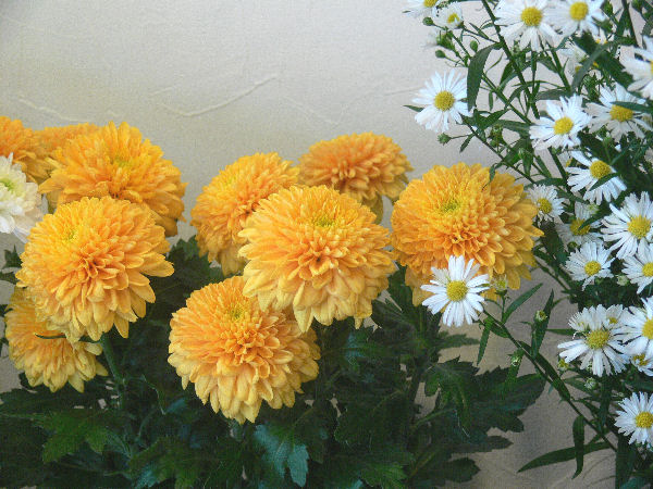 e0140986_14113533.jpg