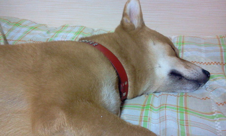 a0100527_15242698.jpg