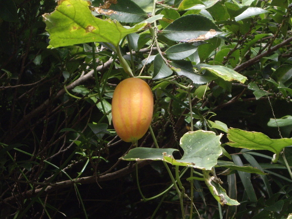 a0161427_1274096.jpg