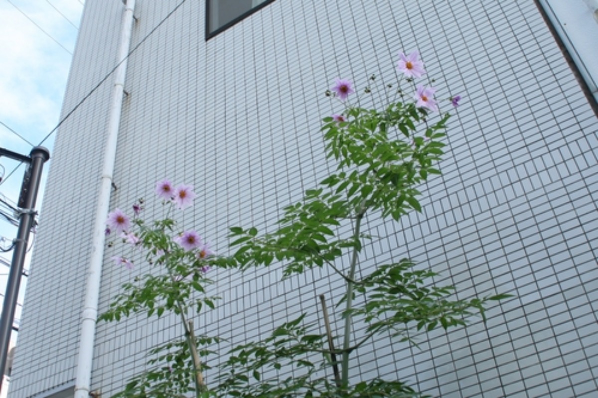 e0033229_1325372.jpg