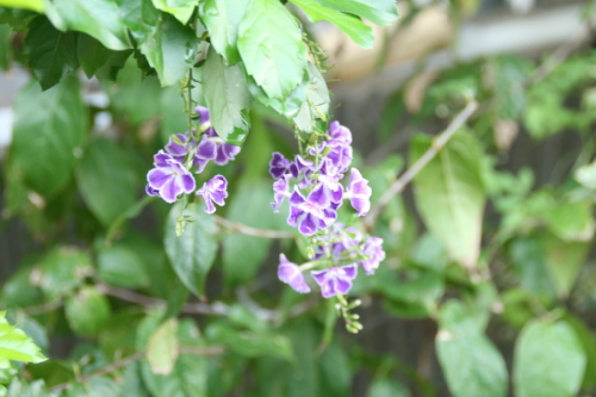 e0033229_13442750.jpg