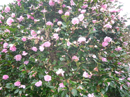 a0206332_9301985.jpg