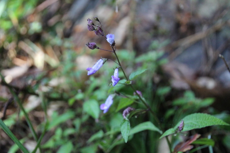 e0024081_217795.jpg