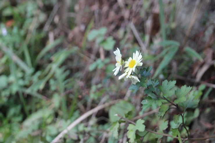e0024081_2191435.jpg
