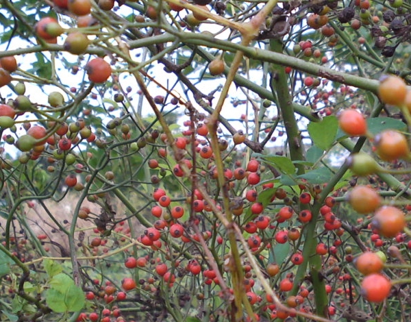a0031000_22241680.jpg