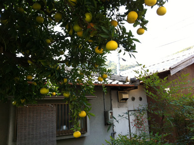 c0187308_2393632.jpg