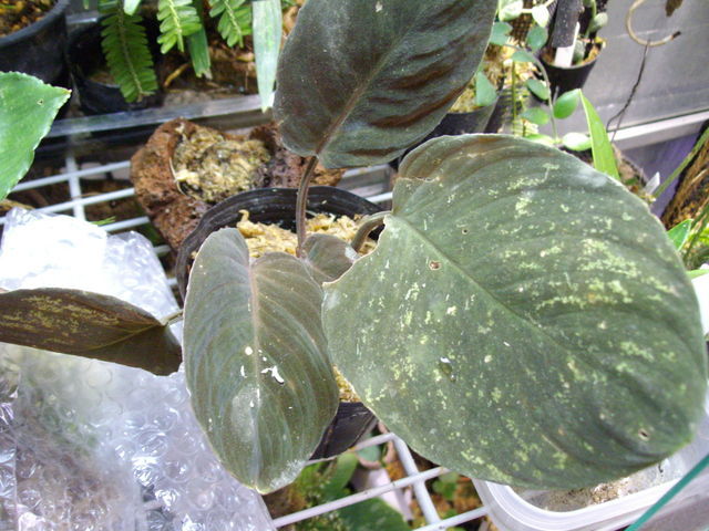 d0187020_21341135.jpg