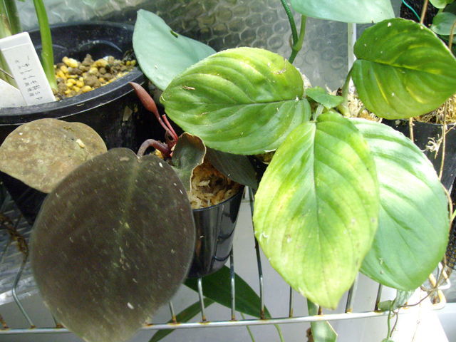 d0187020_21363768.jpg