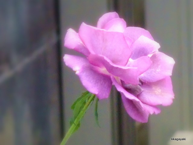 e0206242_11233562.jpg
