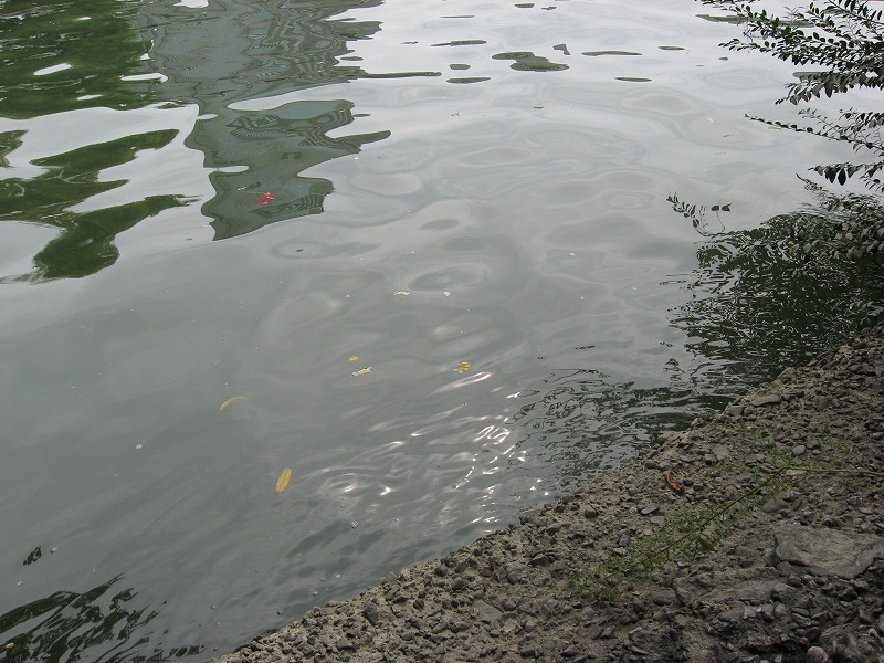 a0129257_16221964.jpg