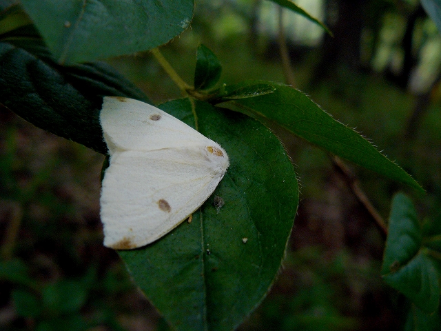 d0019074_10294428.jpg