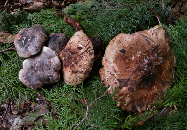 d0245378_168821.jpg