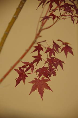 b0119493_21332480.jpg