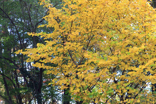 b0151893_1735155.jpg