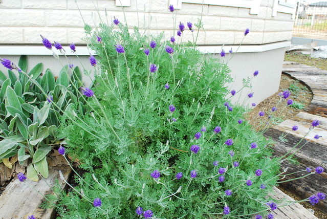 b0224536_1450823.jpg