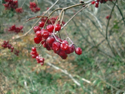 e0110940_717507.jpg