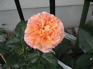 e0041168_1331127.jpg