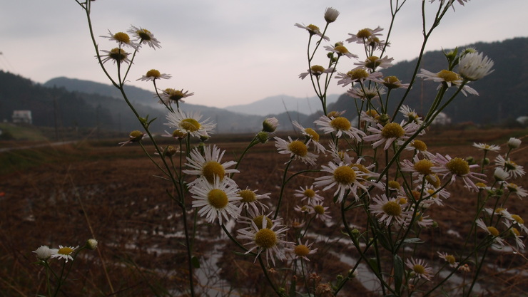 e0024081_20412368.jpg