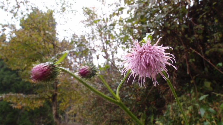 e0024081_20413792.jpg