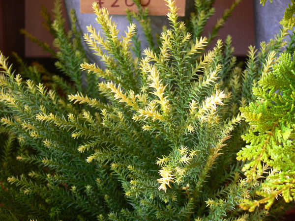 e0140986_1354116.jpg