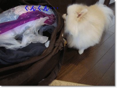 b0167519_1421982.gif