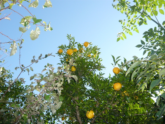 a0206332_10514999.jpg