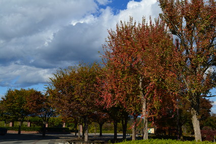 e0228938_1730998.jpg