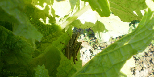 e0224842_1534390.jpg