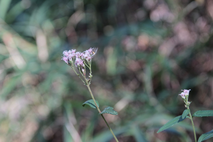 e0024081_215228.jpg