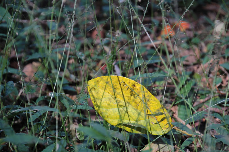 e0024081_21523229.jpg