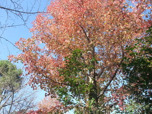 e0135518_1581573.jpg