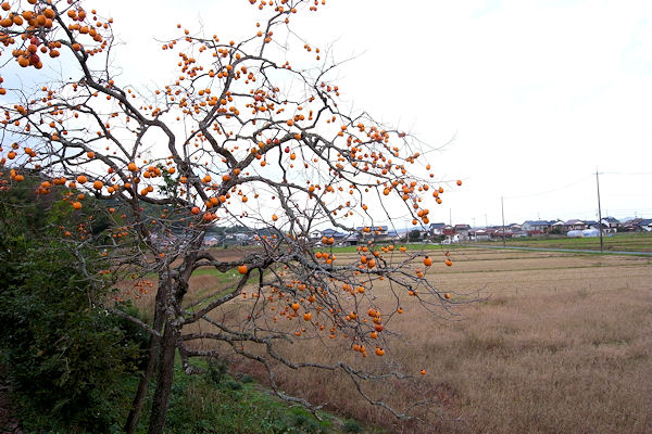 f0007926_1457358.jpg