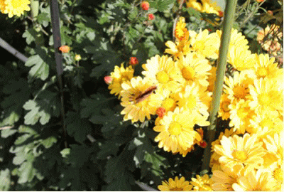 f0003174_17322995.gif