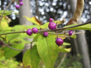 b0050787_1049025.jpg