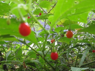 b0050787_10501342.jpg