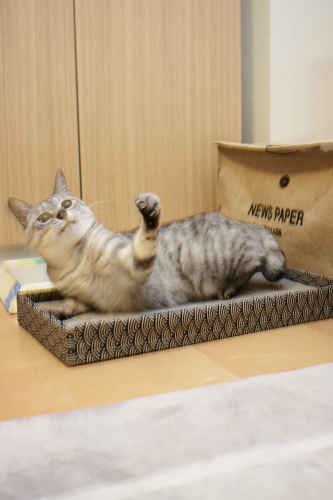 えいっ