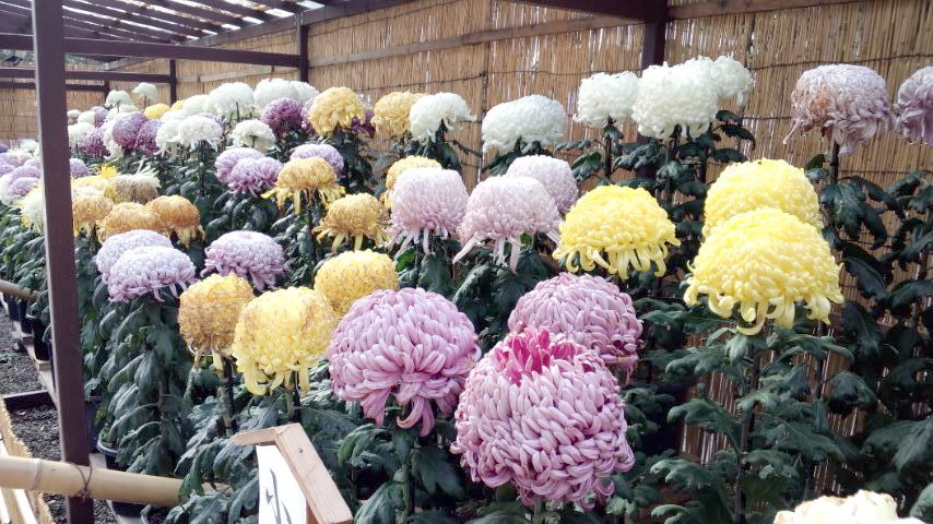 d0093903_22026100.jpg