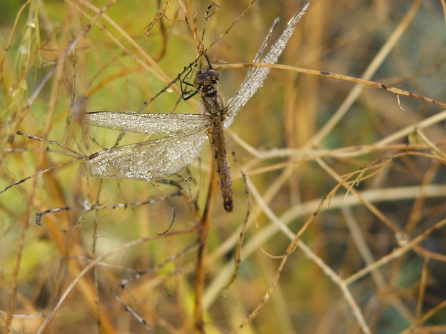 b0218664_8473277.jpg