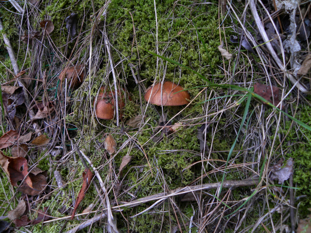 d0245378_15231914.jpg