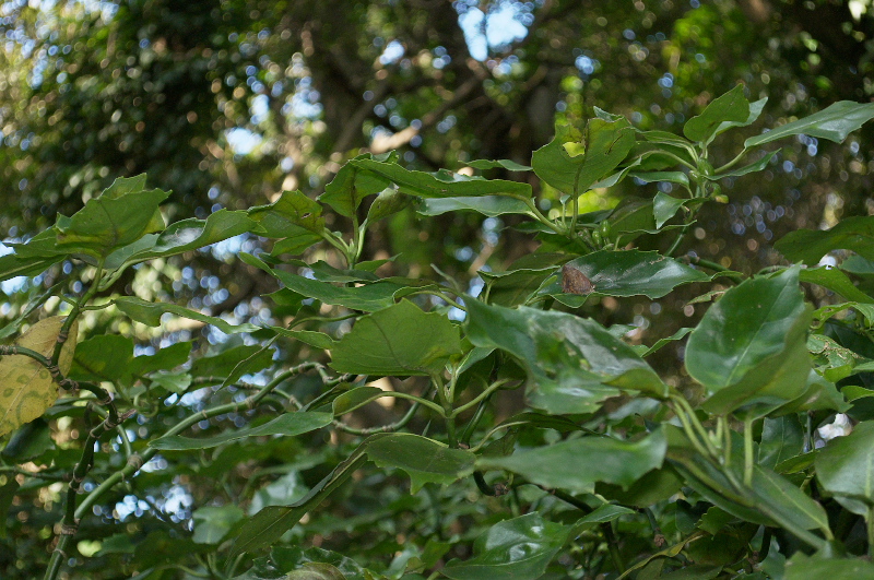 f0090680_20583997.jpg