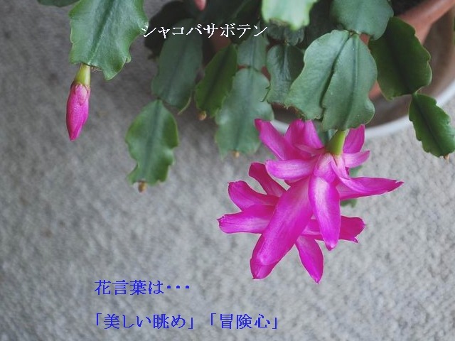 e0025300_1591138.jpg