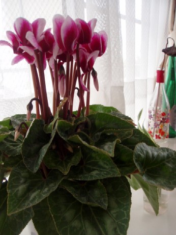 f0043911_12101327.jpg