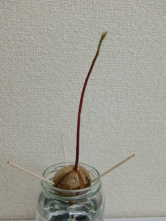 b0073616_15251762.jpg