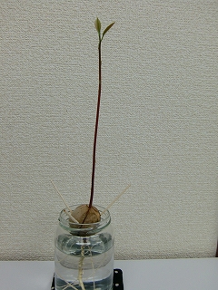 b0073616_15281989.jpg