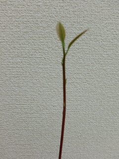 b0073616_15284436.jpg