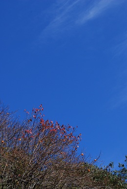 a0133886_20395751.jpg