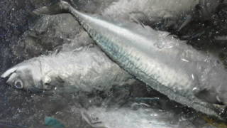 f0084695_13263684.jpg