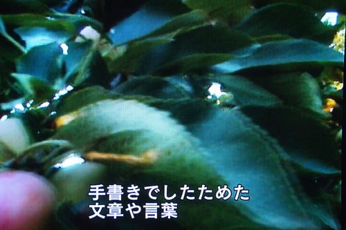 b0194405_1014133.jpg